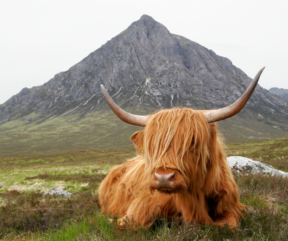 scotland coo
