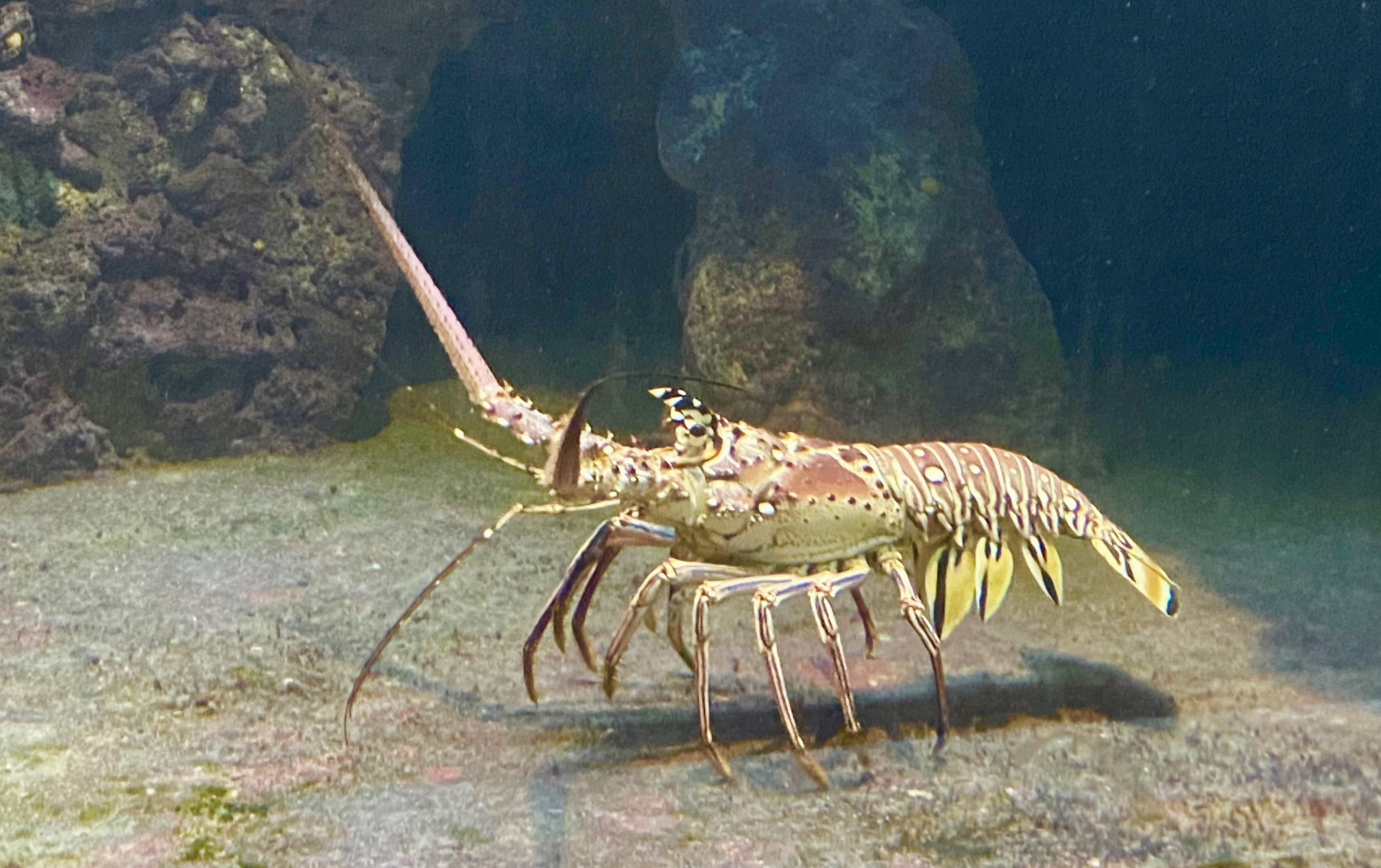 Bermuda Aquarium, Museum &amp; Zoo   Lobster