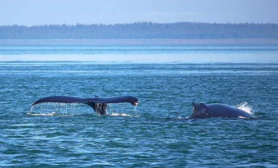 AKISWHALEANDWILDLIFE-2C